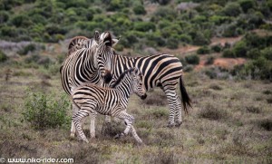 south africa addo national park 